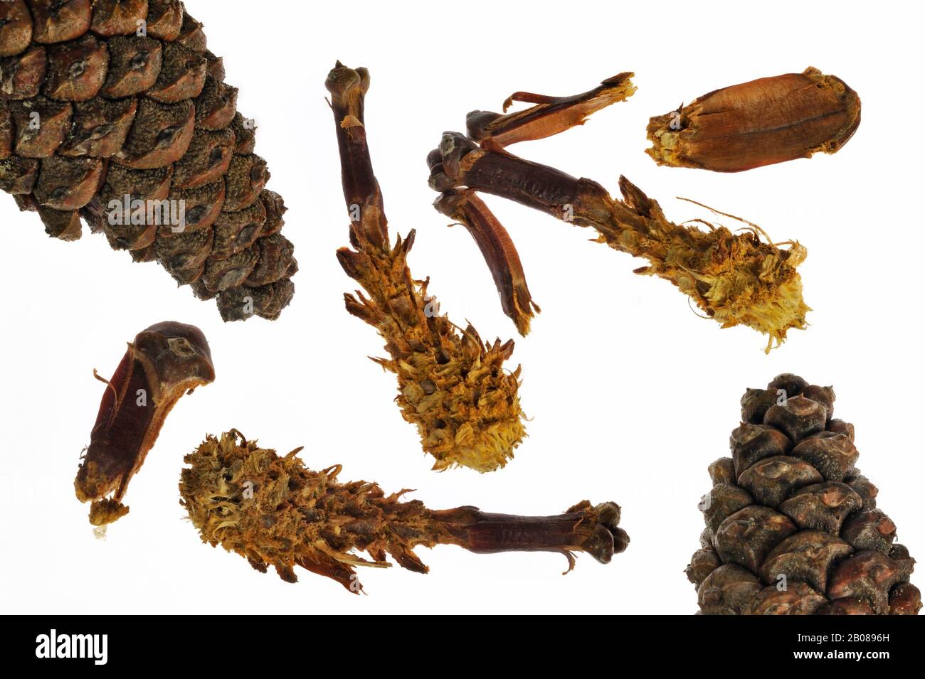 Cones from Scots Pine (Pinus sylvestris) stripped by red squirrel (Sciurus vulgaris) against white background Stock Photo