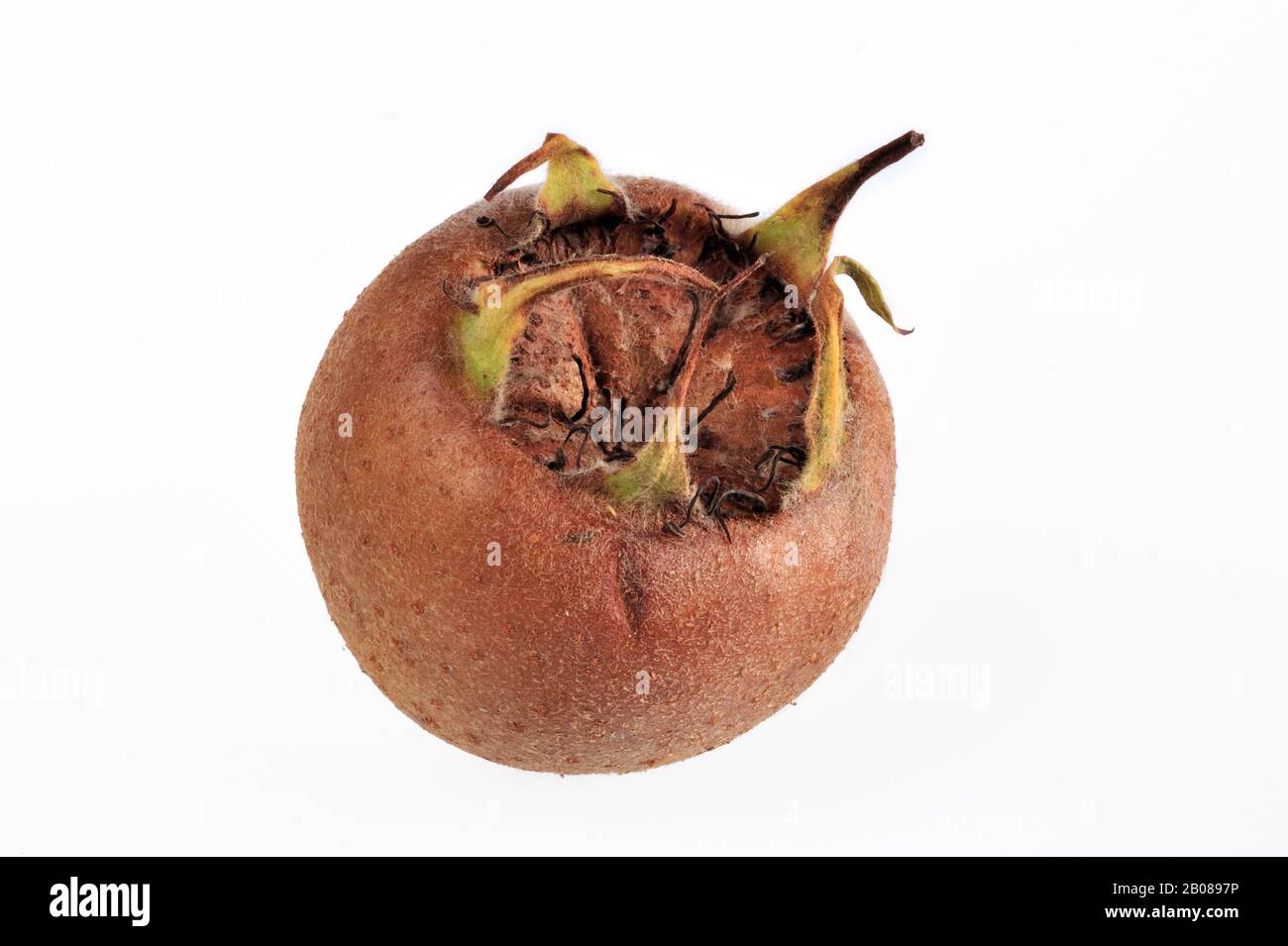 Common medlar (Mespilus germanica) showing fruit / pomes against white background Stock Photo