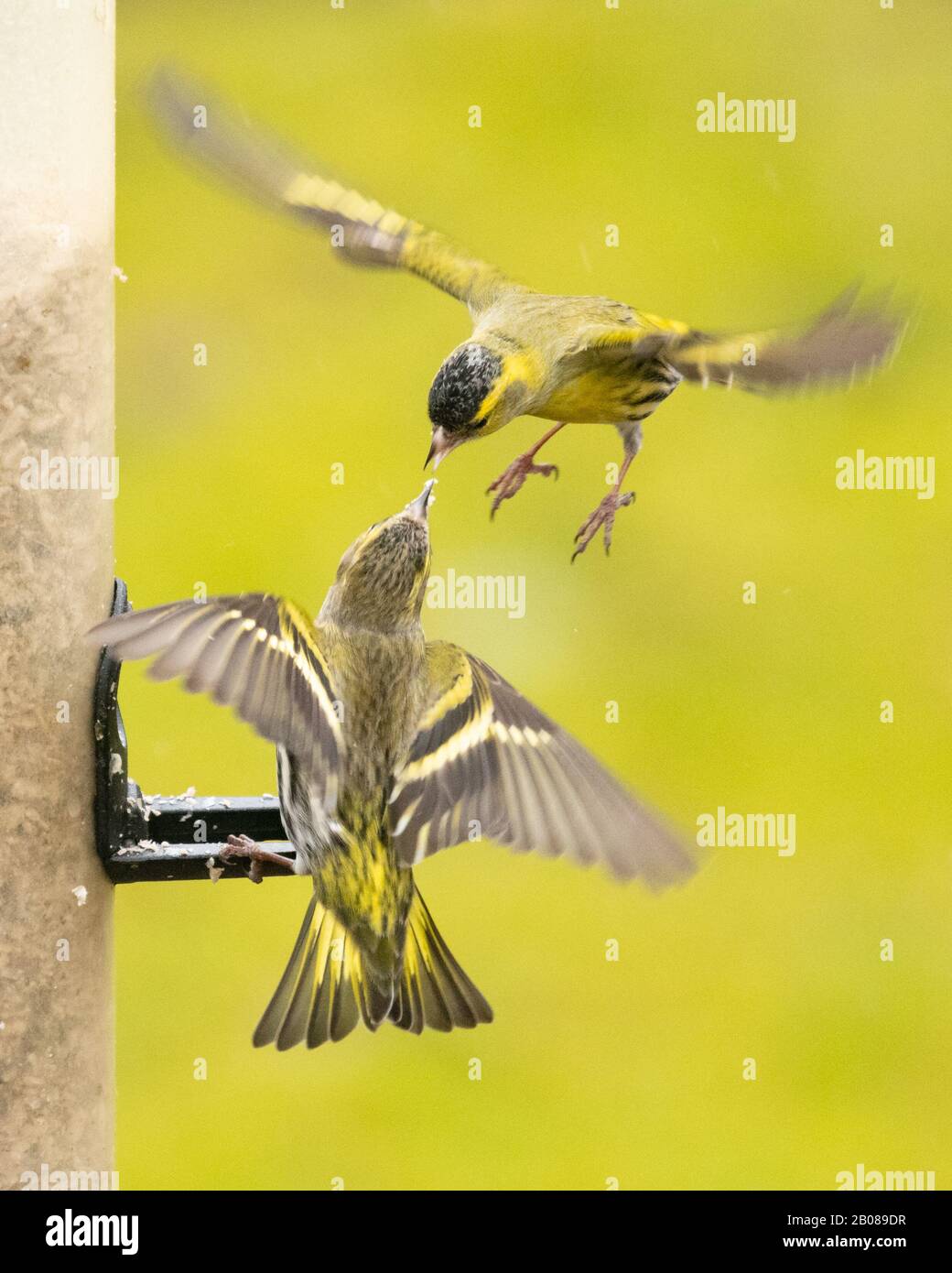 Siskin Siskins on bird feeder squabbling over sunflower seeds - UK Stock Photo