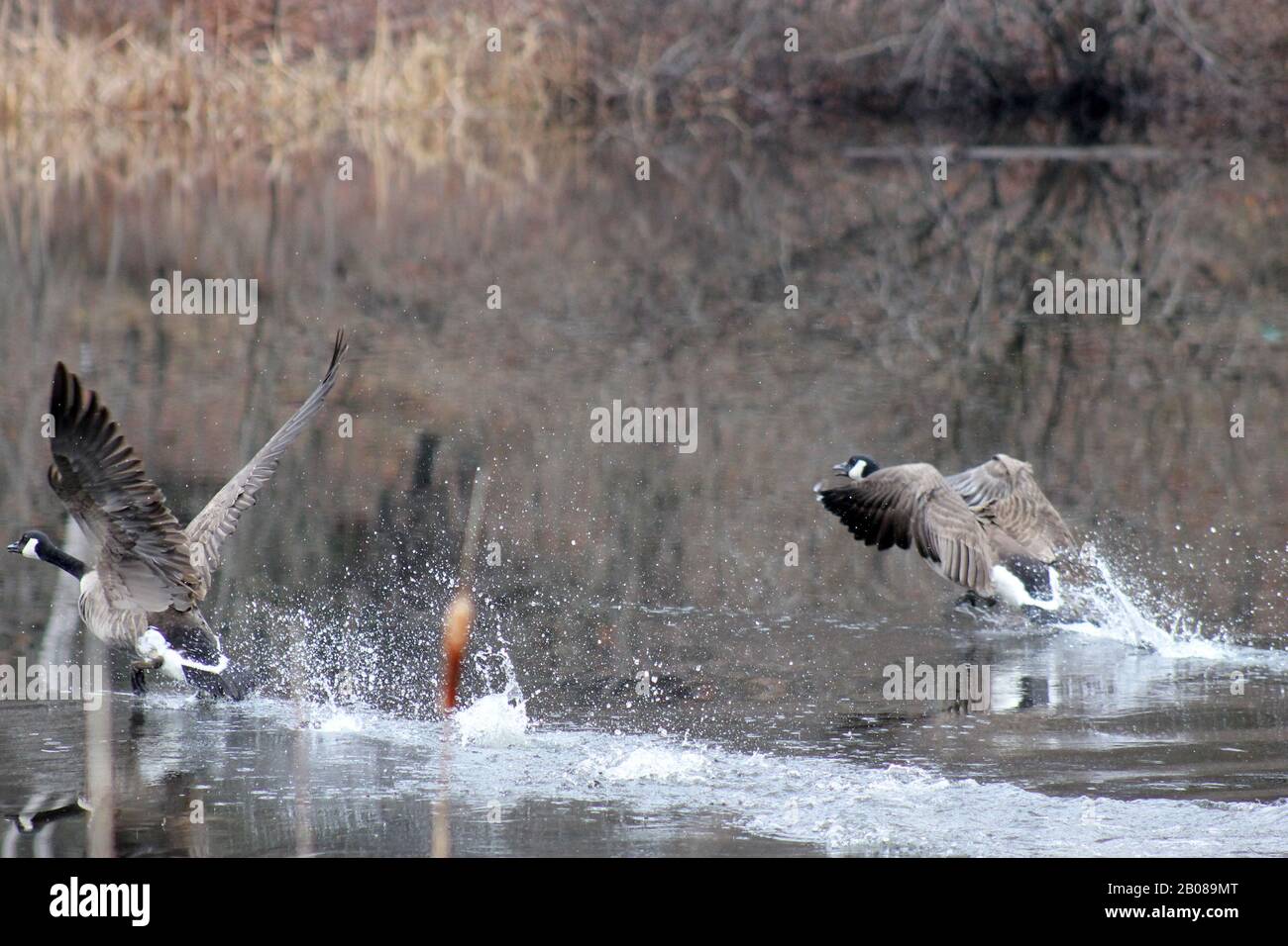 Canadian Geese taking flight off pond Stock Photo