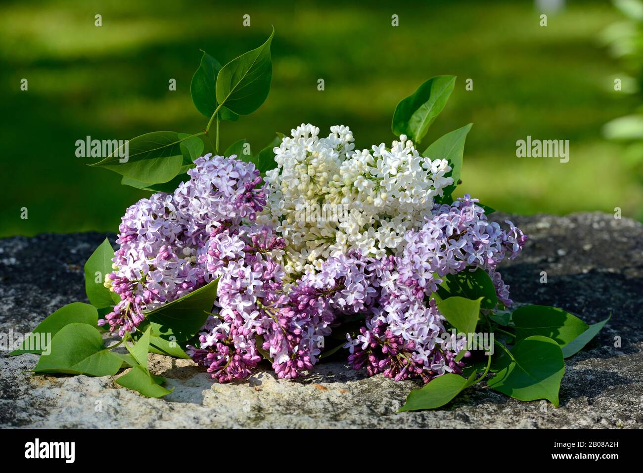 Branches of blooming lilacs lying on a stone table Stock Photo - Alamy