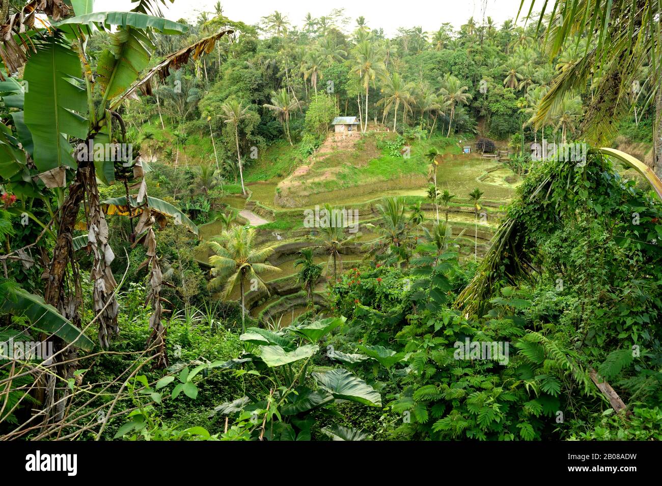 View of the beautiful terraced rice fields of Tegallalang Stock Photo