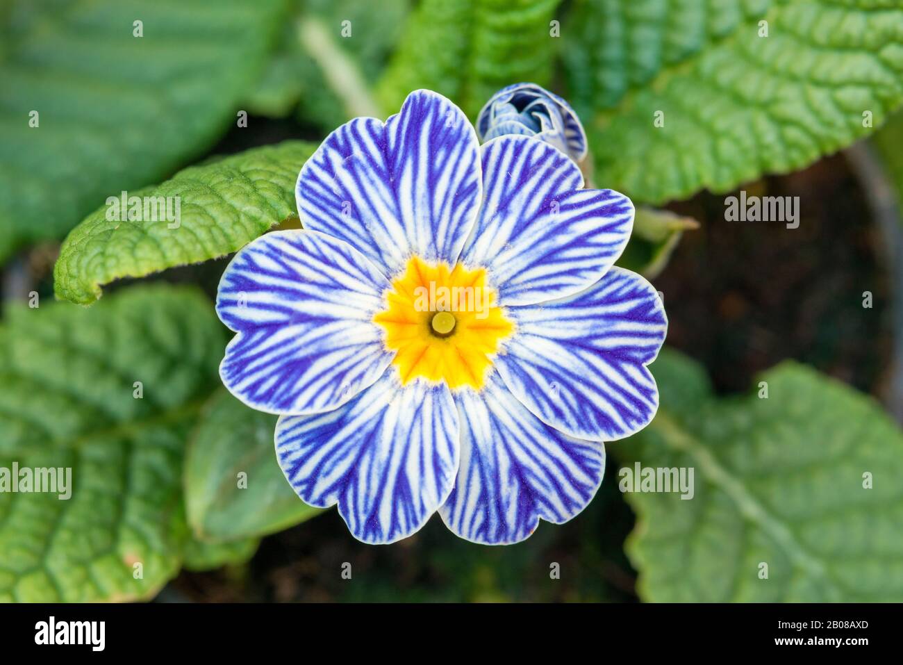 Primrose, Primula Acaulis Zebra Stock Photo - Alamy