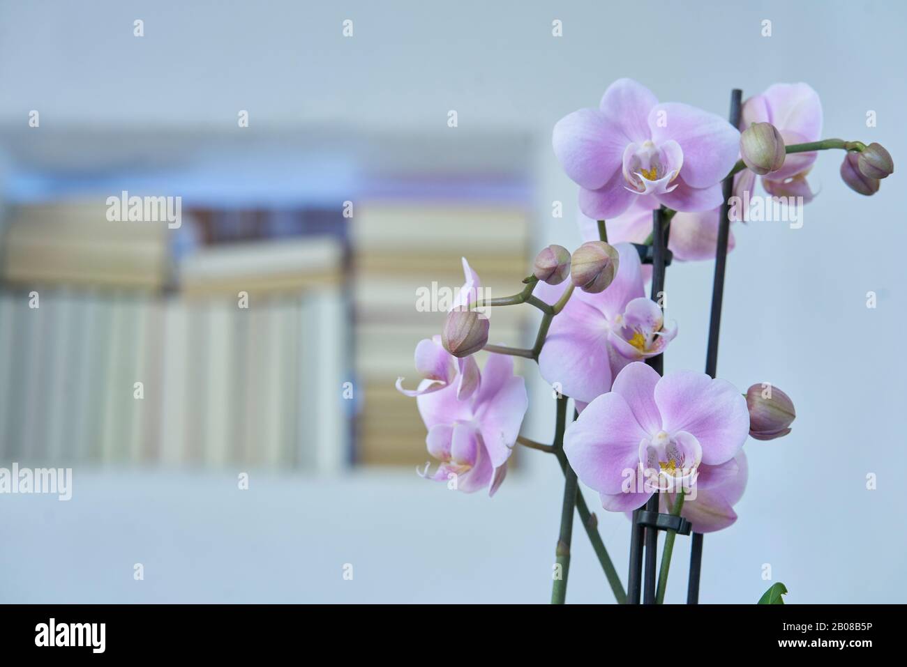 Closeup of a beautiful orchid with an unsharp background in a modern stylish apartment Stock Photo