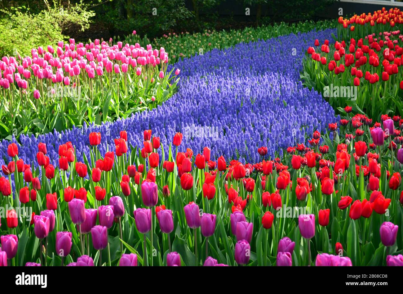 A beautiful flower bed of tulips and hyacinths in Keukenhof garden ...