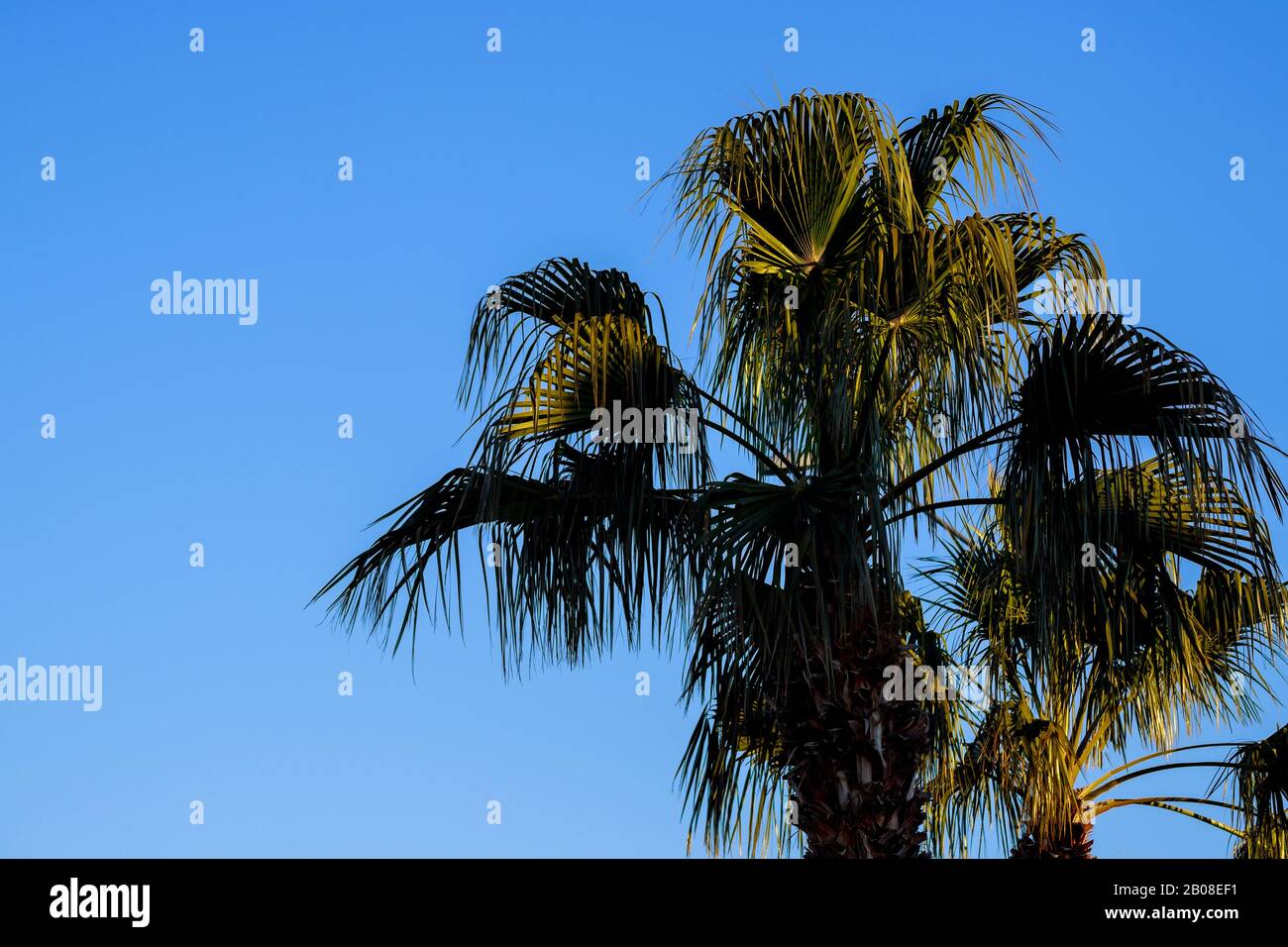 Arizona mesa desert trees hi-res stock photography and images - Alamy