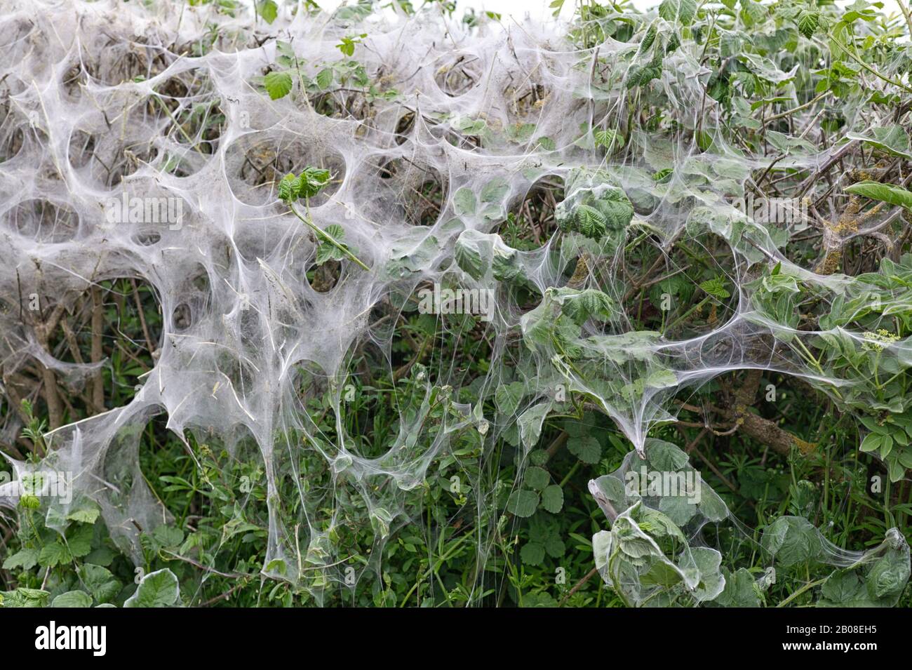 Infestation of bird cherry ermine moth caterpillars eerie web like nests Stock Photo