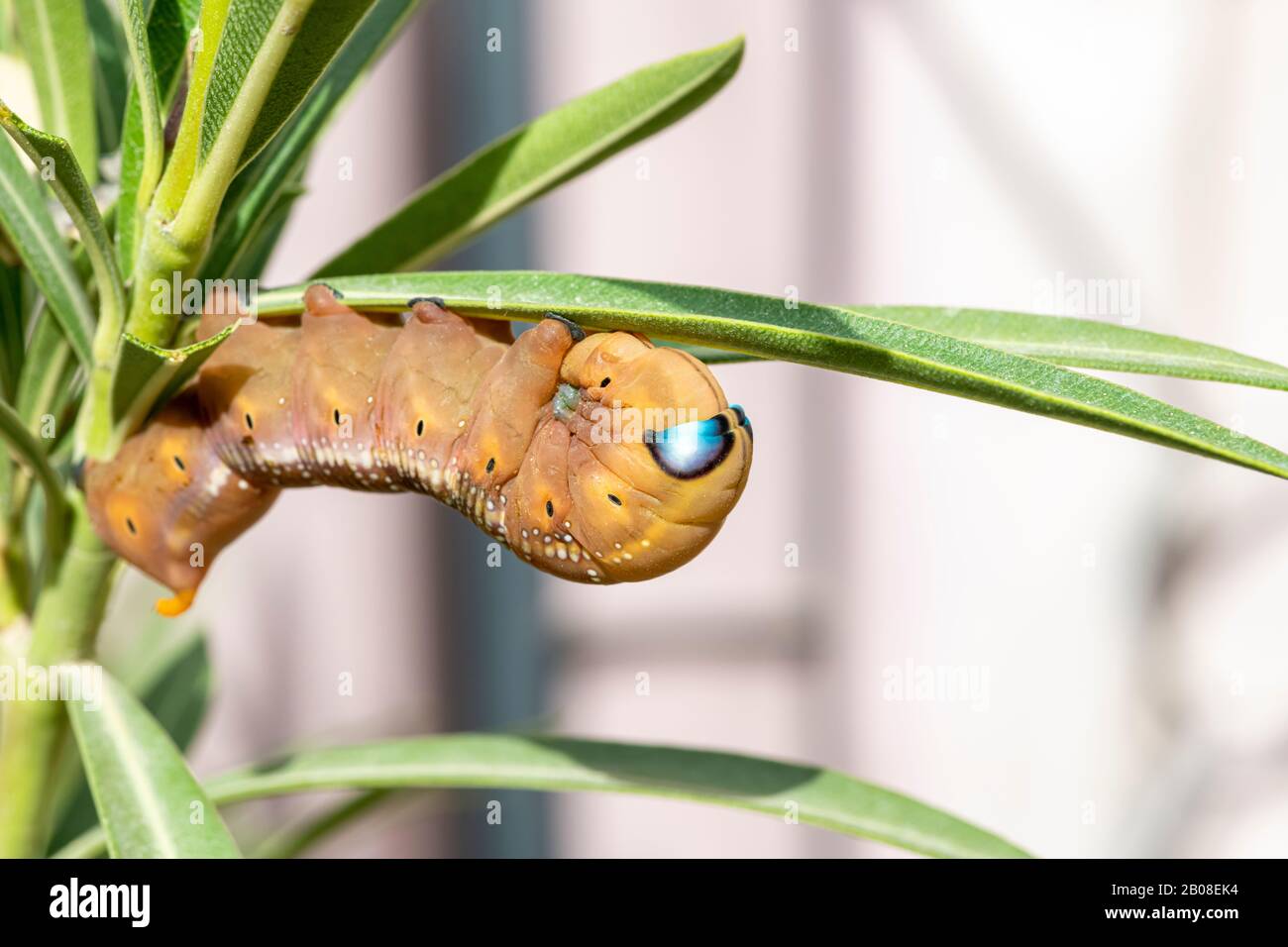Caterpillar of the Daphnis nerii or the Oleander Hawk-moth Stock Photo