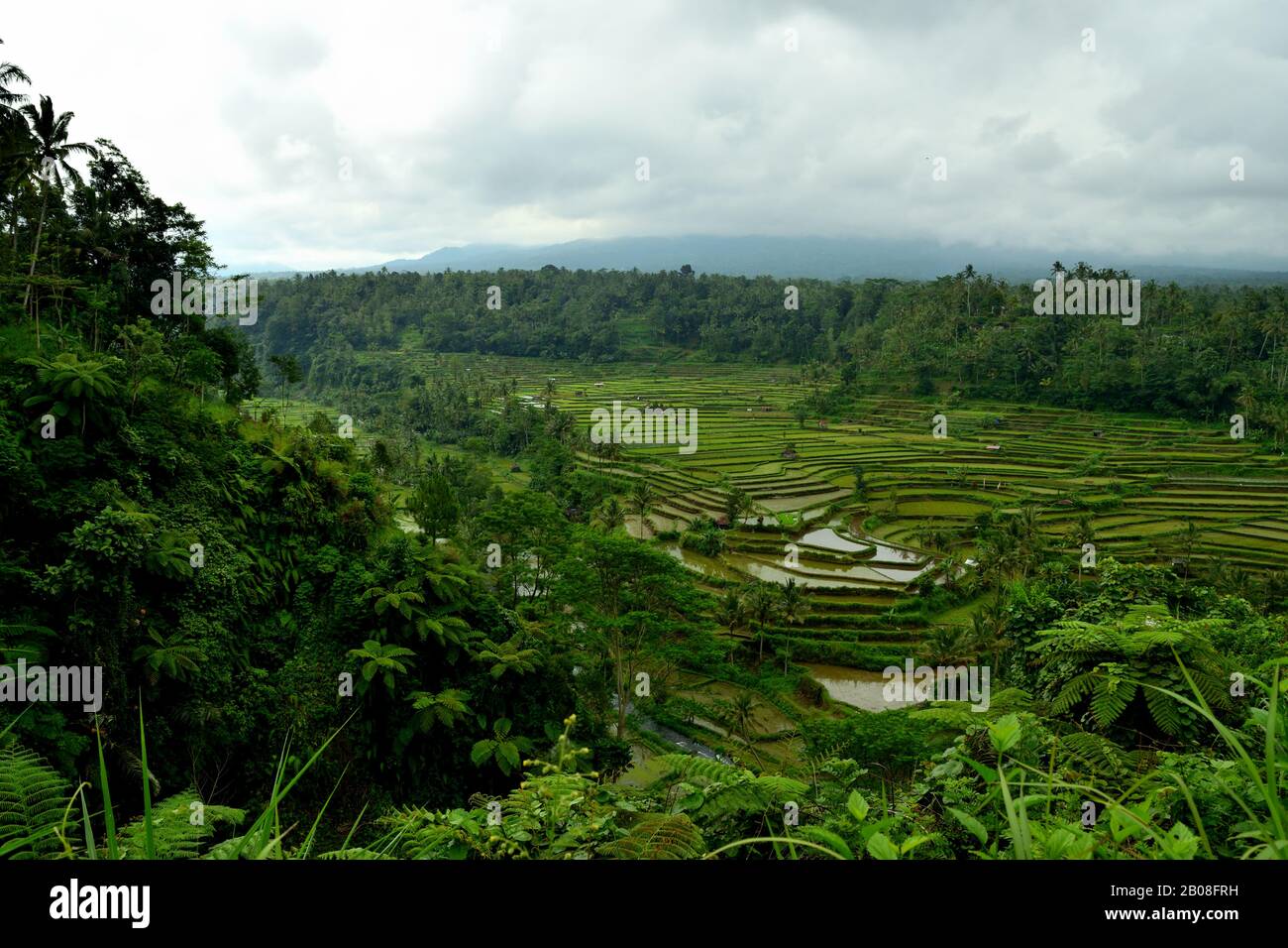 Amazing view of the beautiful terraced rice fields Stock Photo