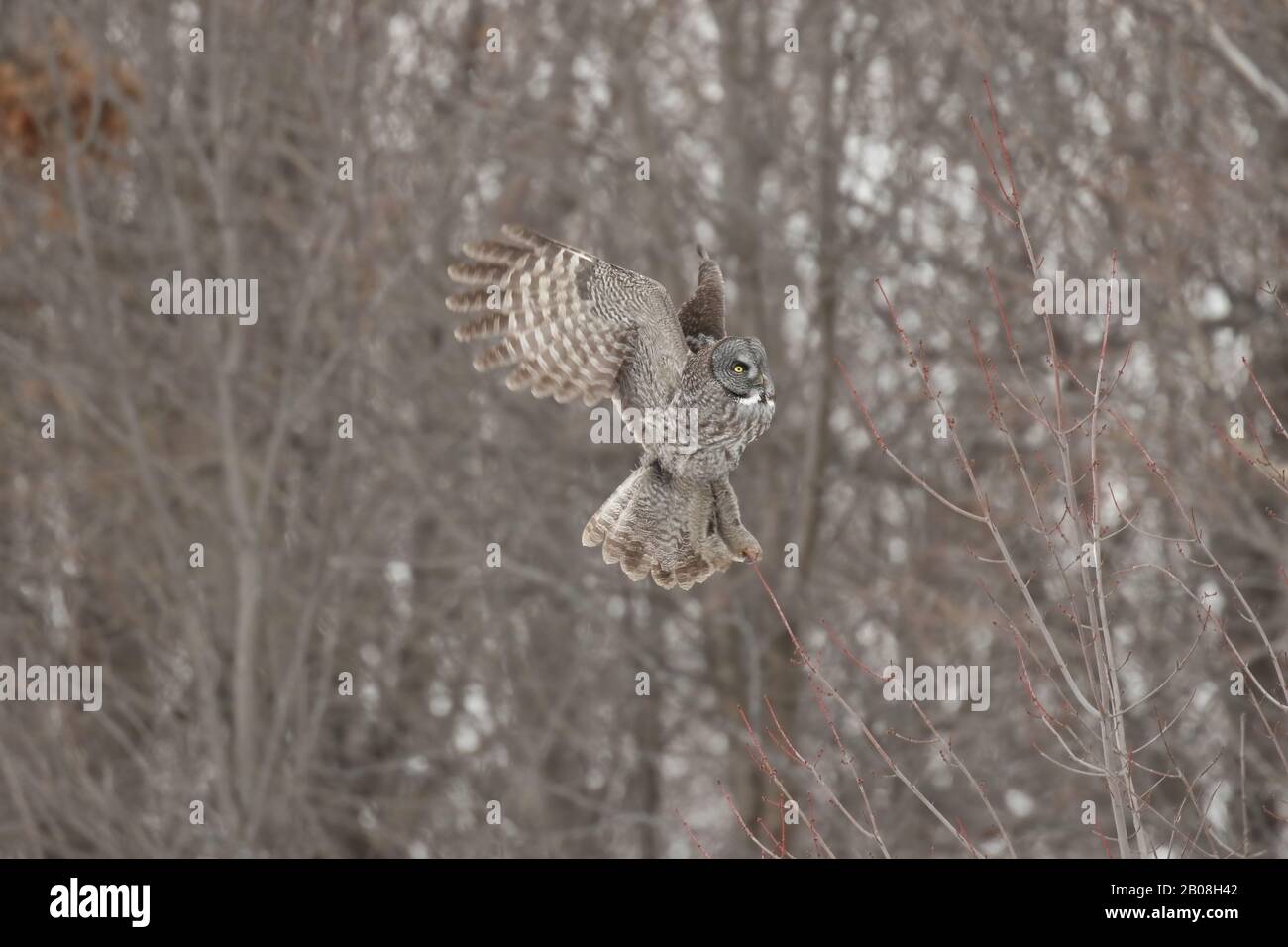 Great grey owl in flight Stock Photo