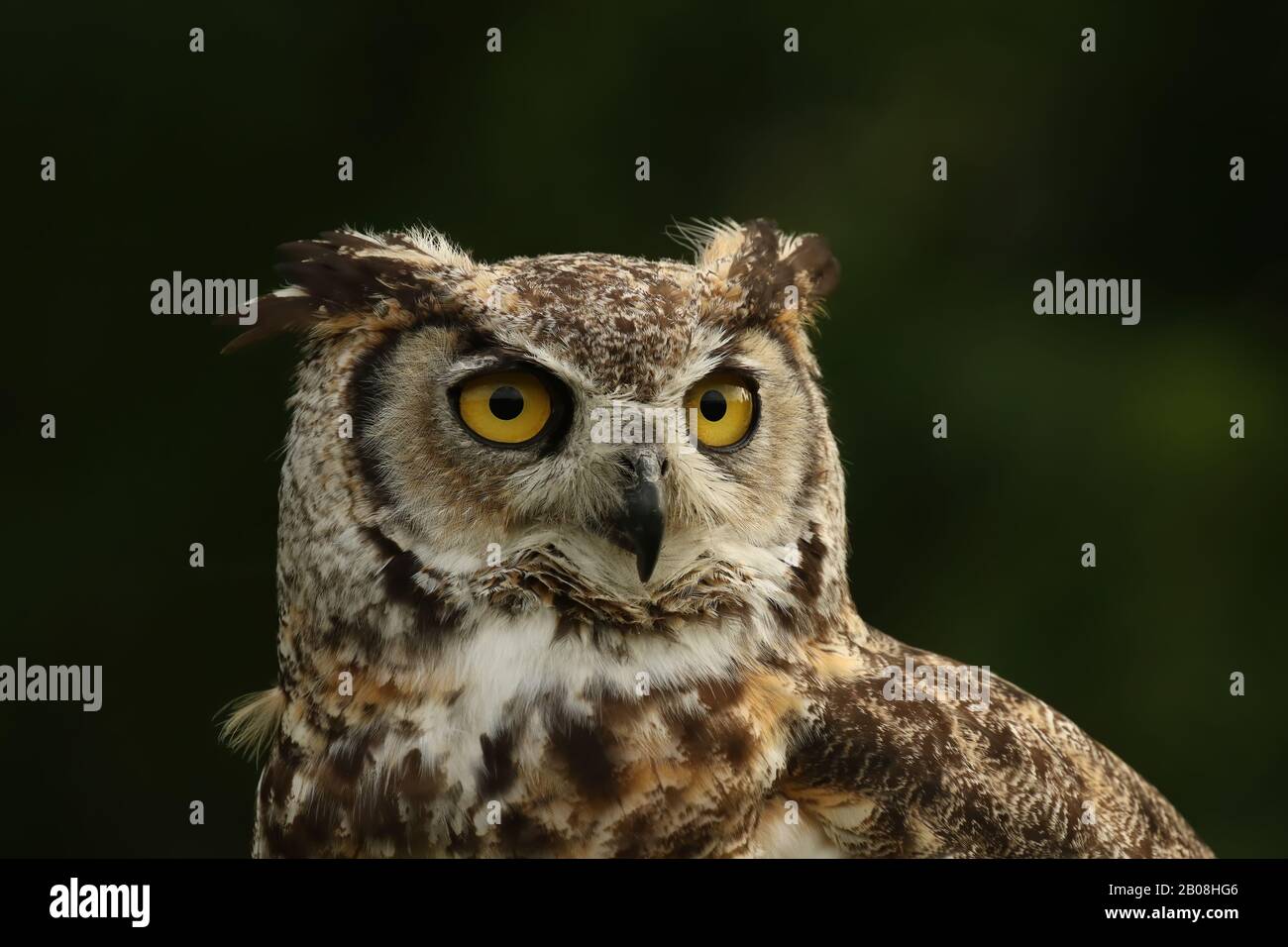 great horned owl close up Stock Photo