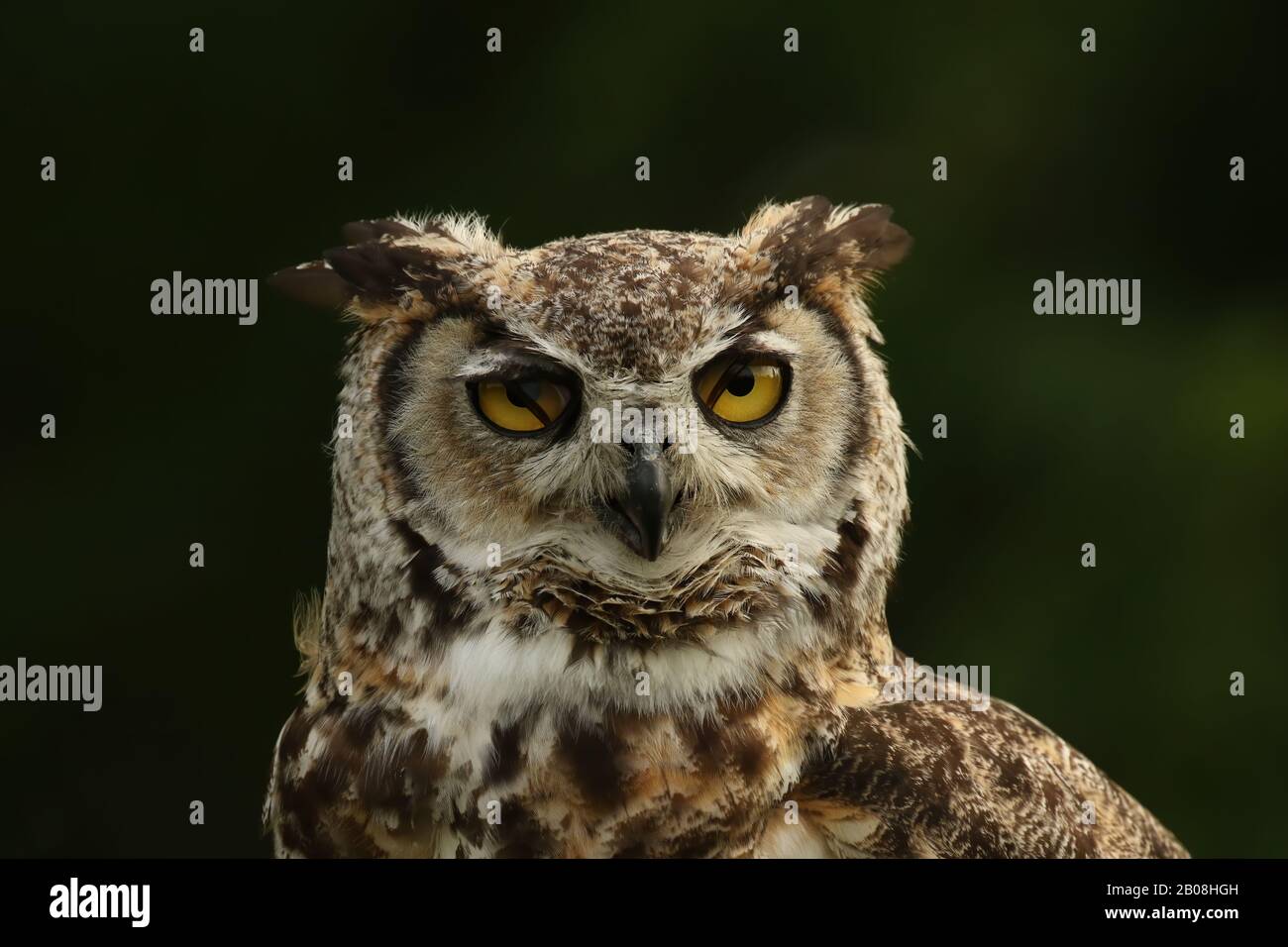 great horned owl close up Stock Photo
