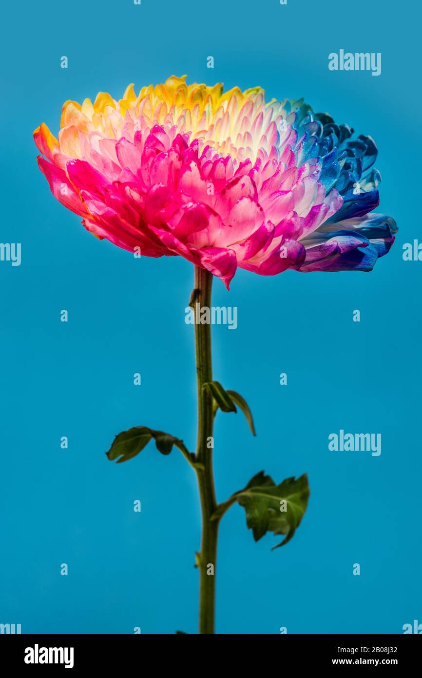 Multicolored flowers hi-res stock photography and images - Alamy