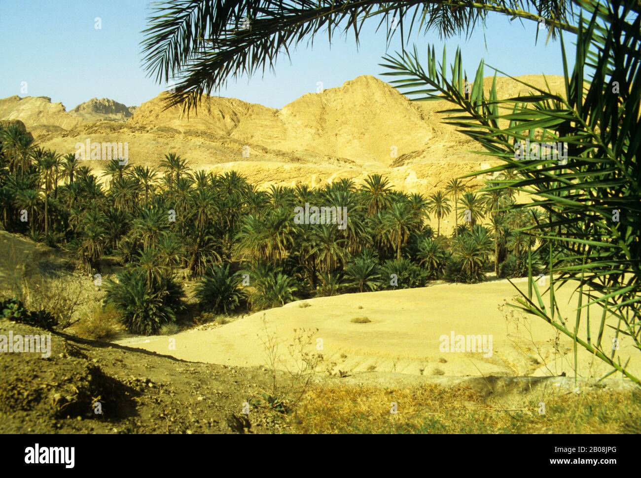 AFRICA, TUNISIA, SAHARA DESERT, NEFTA OASIS, DATE PALM TREES Stock Photo Alamy