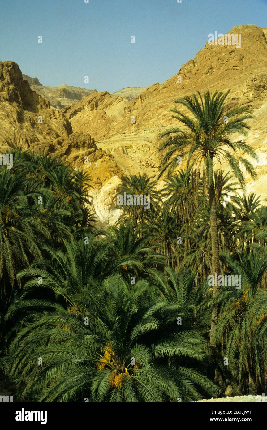AFRICA, TUNISIA, SAHARA DESERT, NEFTA OASIS, DATE PALM TREES Stock