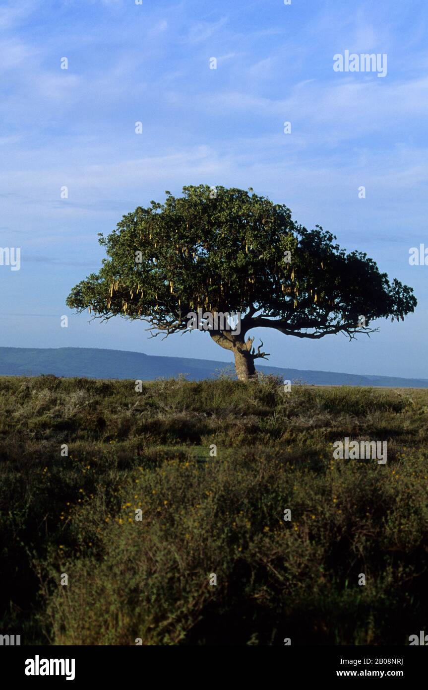 TANZANIA, SERENGETI, SAUSAGE TREE Stock Photo - Alamy