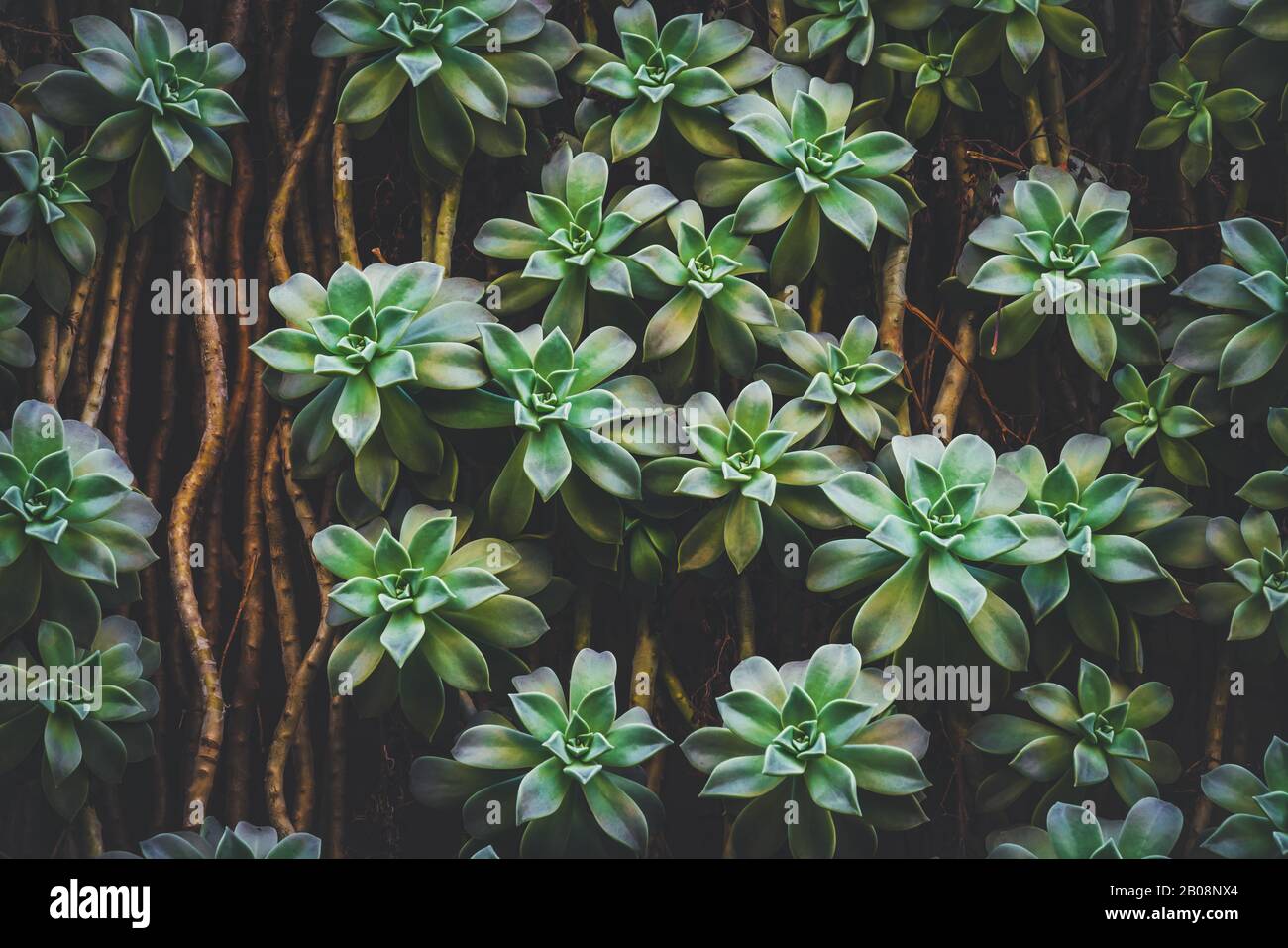 Hanging Sedum Palmeri Succulent plants Stock Photo