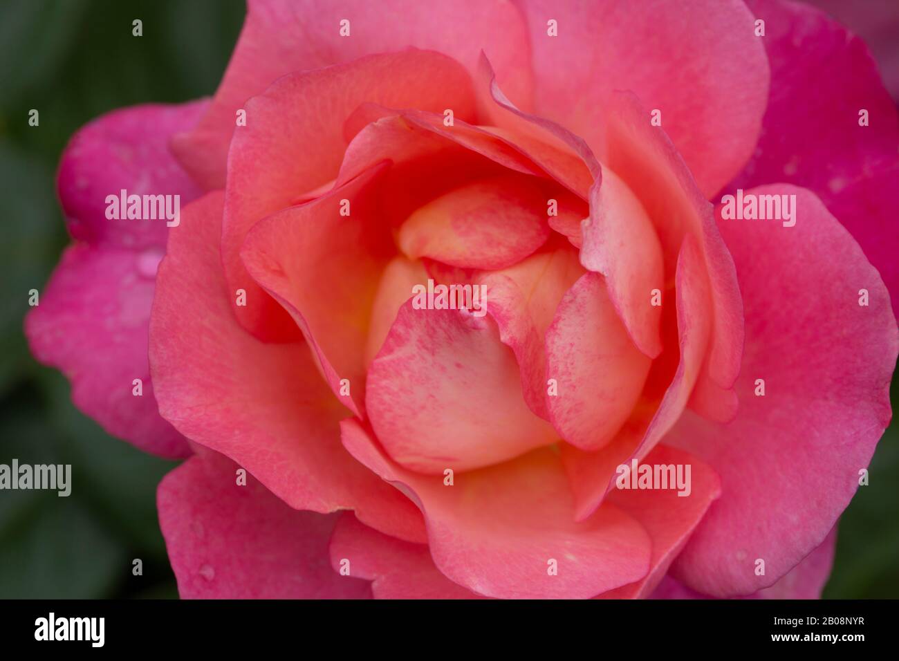 warm pink rose Stock Photo