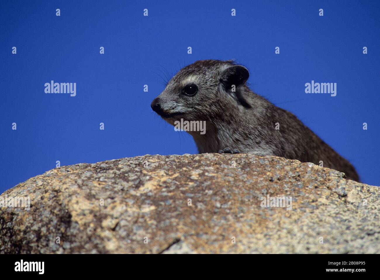 Serengeti kopje hi-res stock photography and images - Alamy