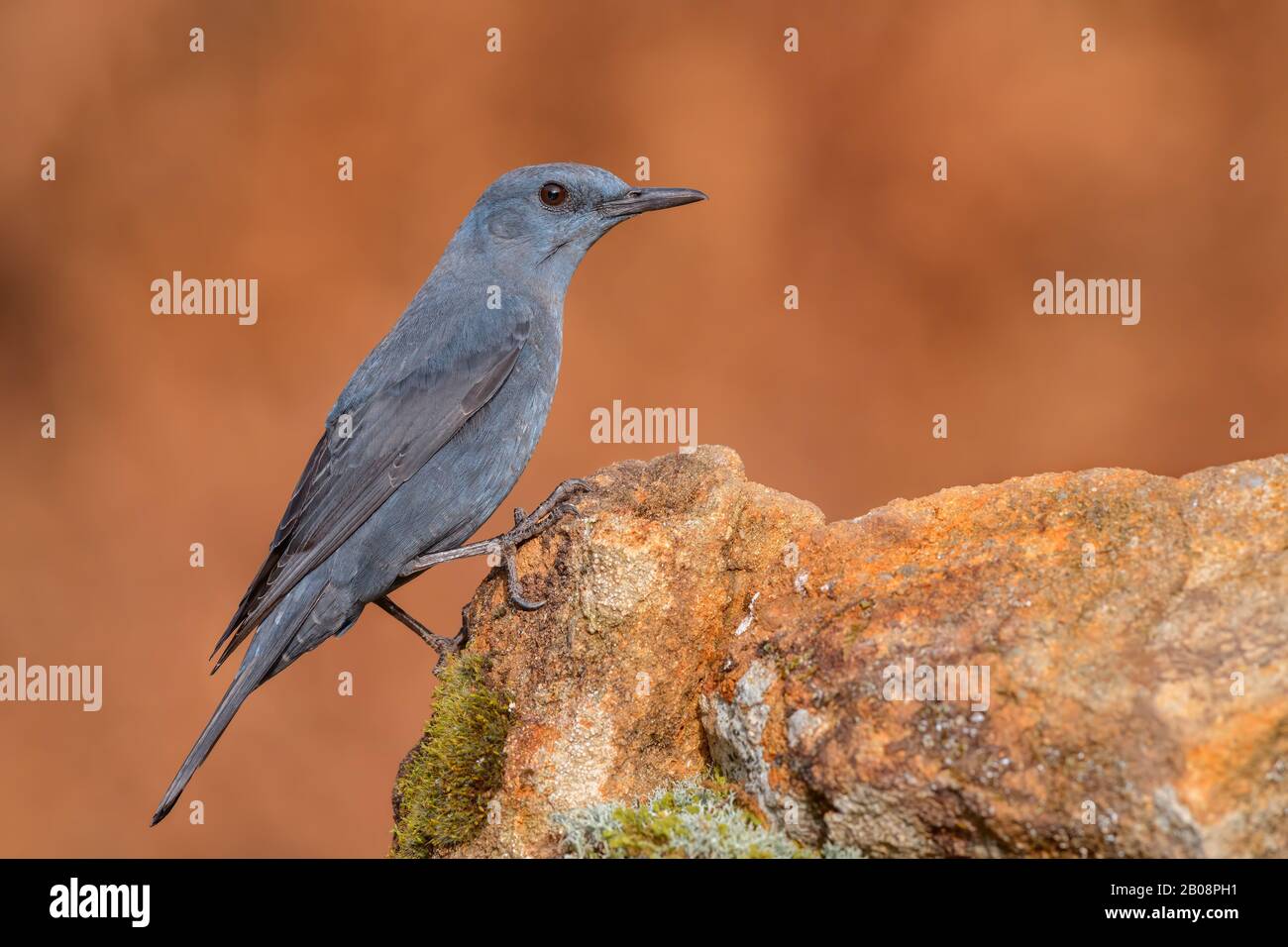 Fauna Selvatica High Resolution Stock Photography and Images - Alamy