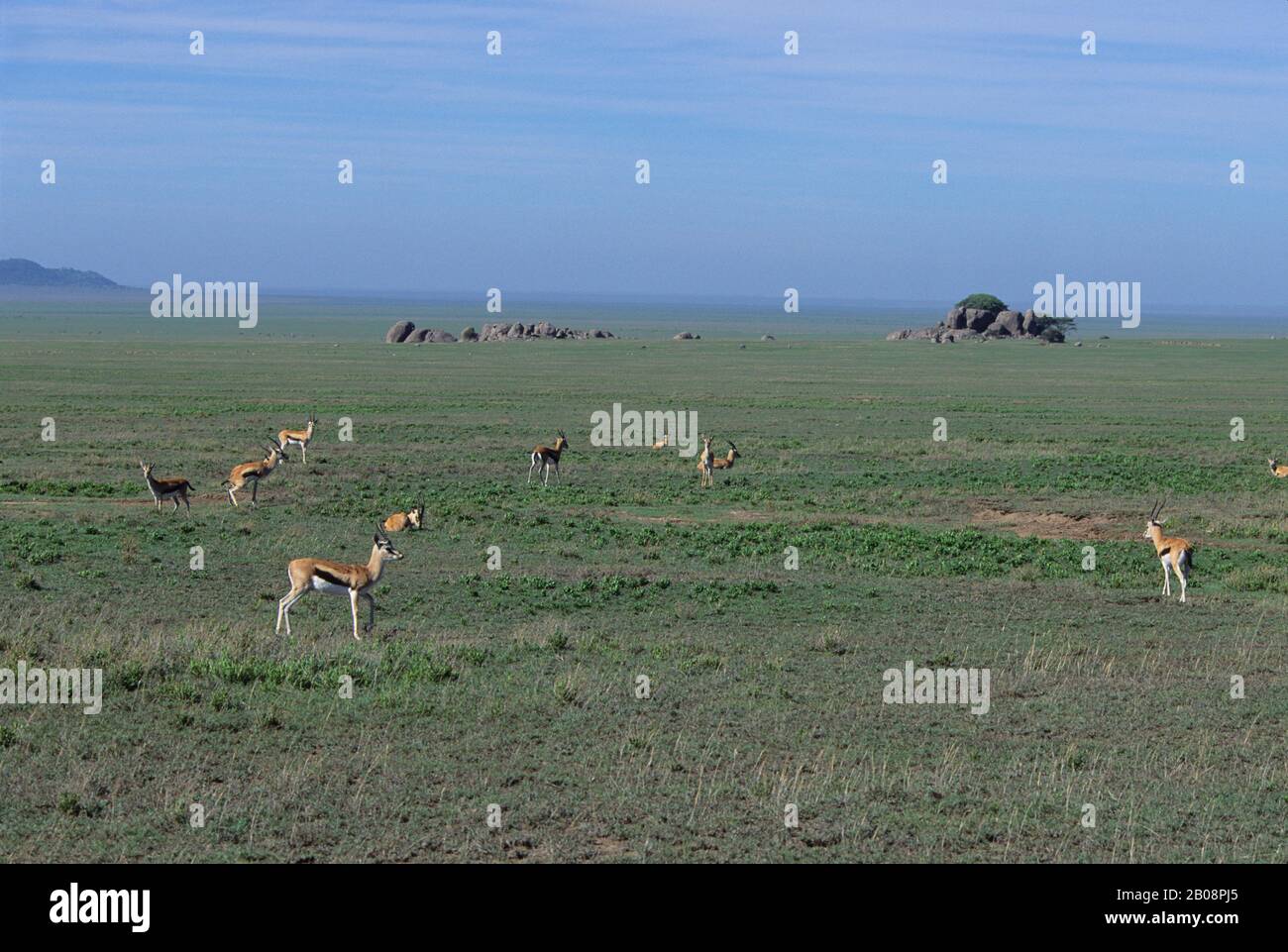 Gazelles serengeti hi-res stock photography and images - Alamy