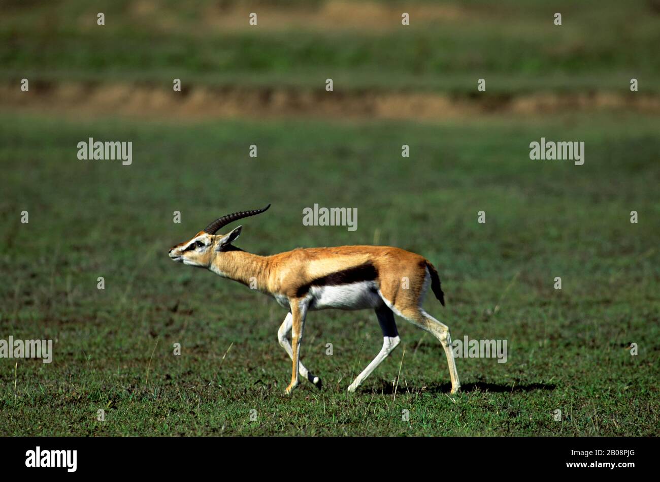 Male Thomsons Gazelle Serengeti High Resolution Stock Photography and ...