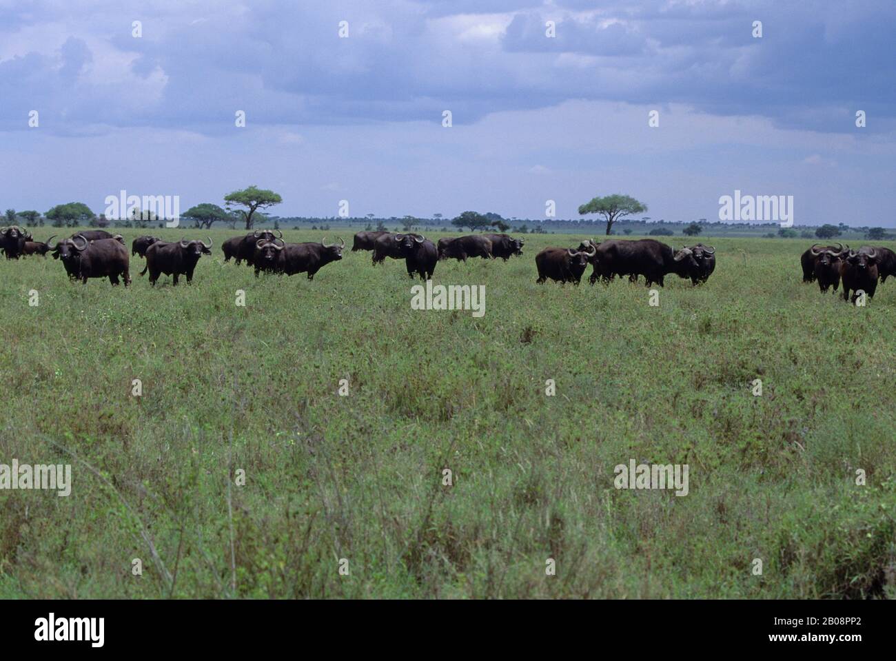 Herd african buffaloes hi-res stock photography and images - Alamy