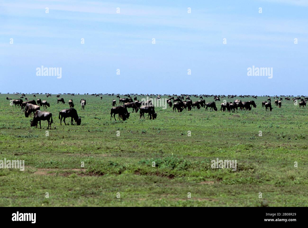 TANZANIA, SERENGETI, PLAIN WITH MIGRATING WILDEBEESTE Stock Photo