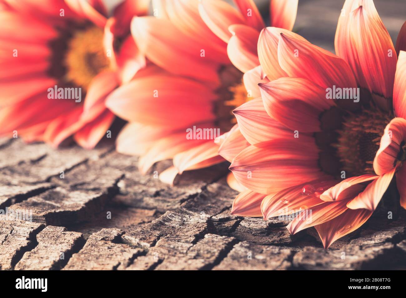 still life with cut flowers Stock Photo