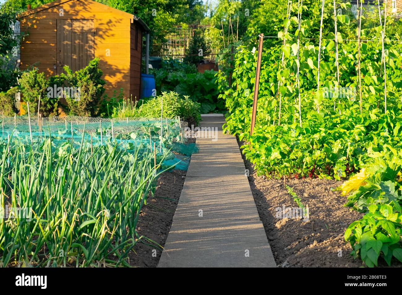 Vegetable garden on allotment with shed, path, vegetables growing Stock Photo
