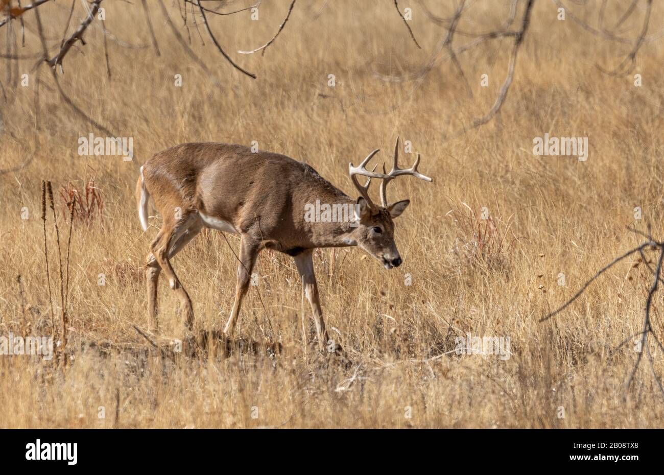 Whitetail Deer Buck in the Fall Rut in Colroado Stock Photo Alamy