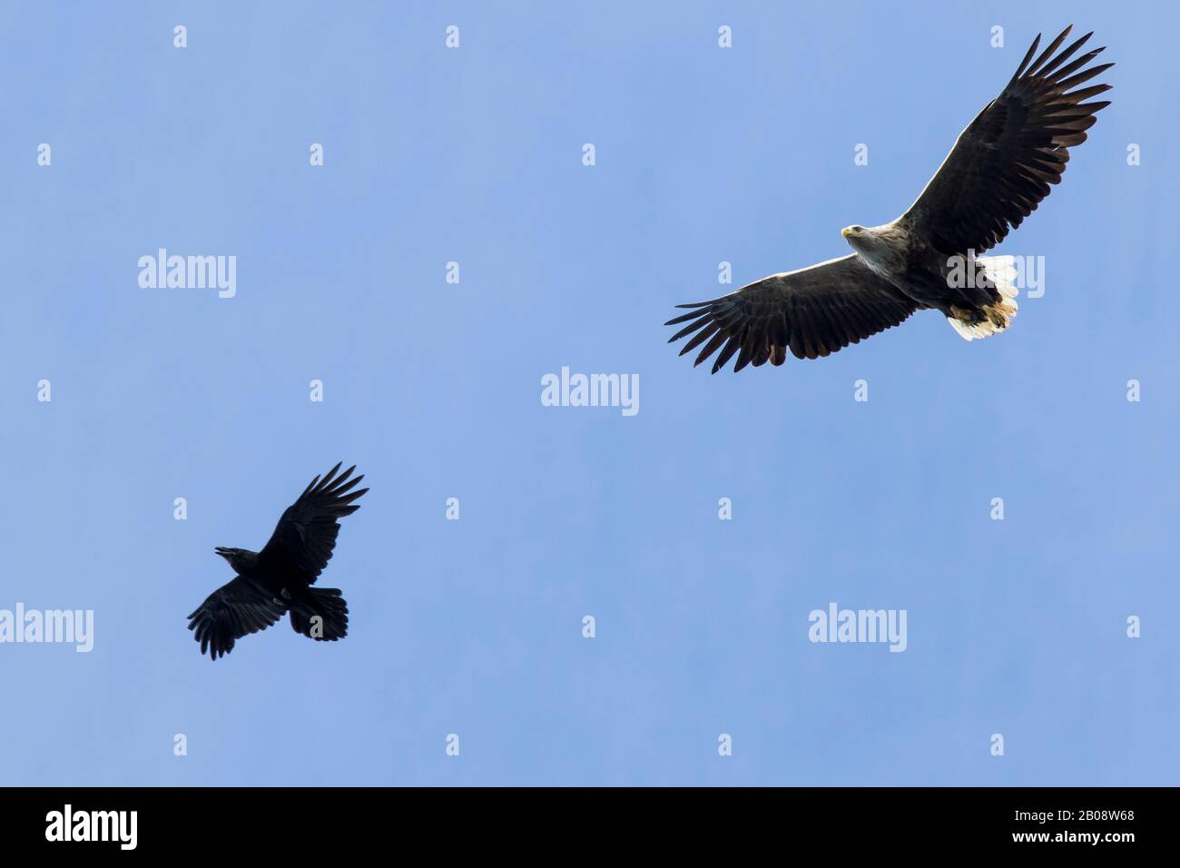 Pygargue à queue blanche et grand corbeau Stock Photo