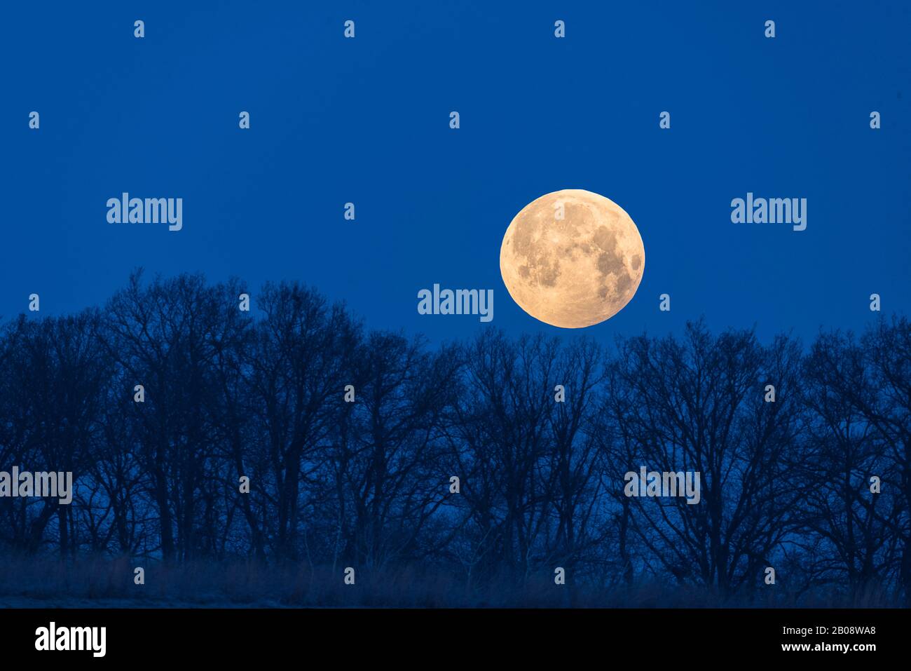 big yellow full moon looks above tree silhouettes in blue sky Stock Photo