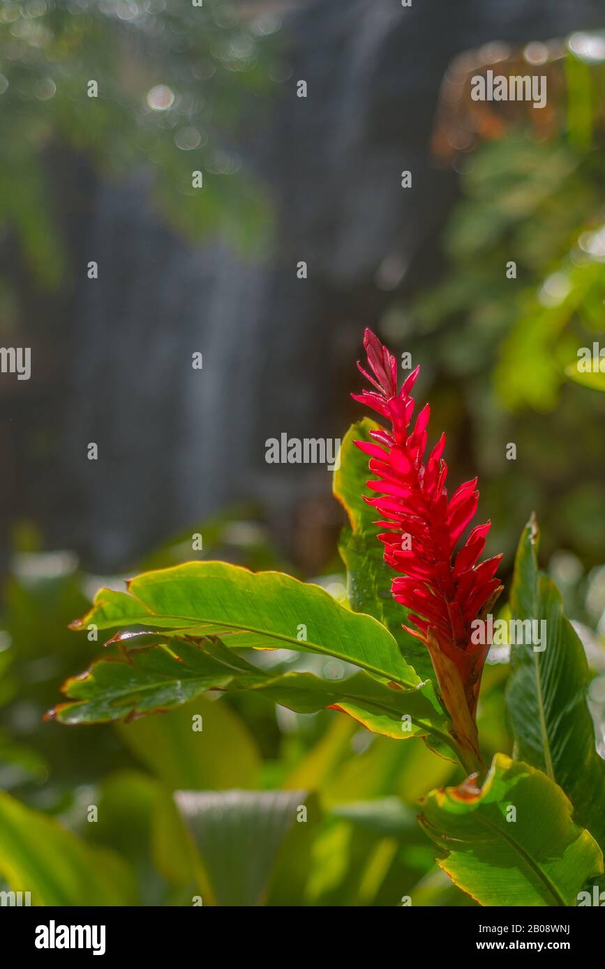 Red Hawaiian Ginger Flower in Lush Rainforest With Waterfall in the Background Stock Photo