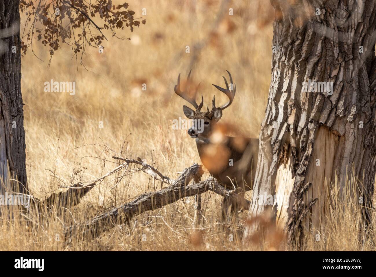 Whitetail Deer Buck in the Fall Rut in Colroado Stock Photo - Alamy