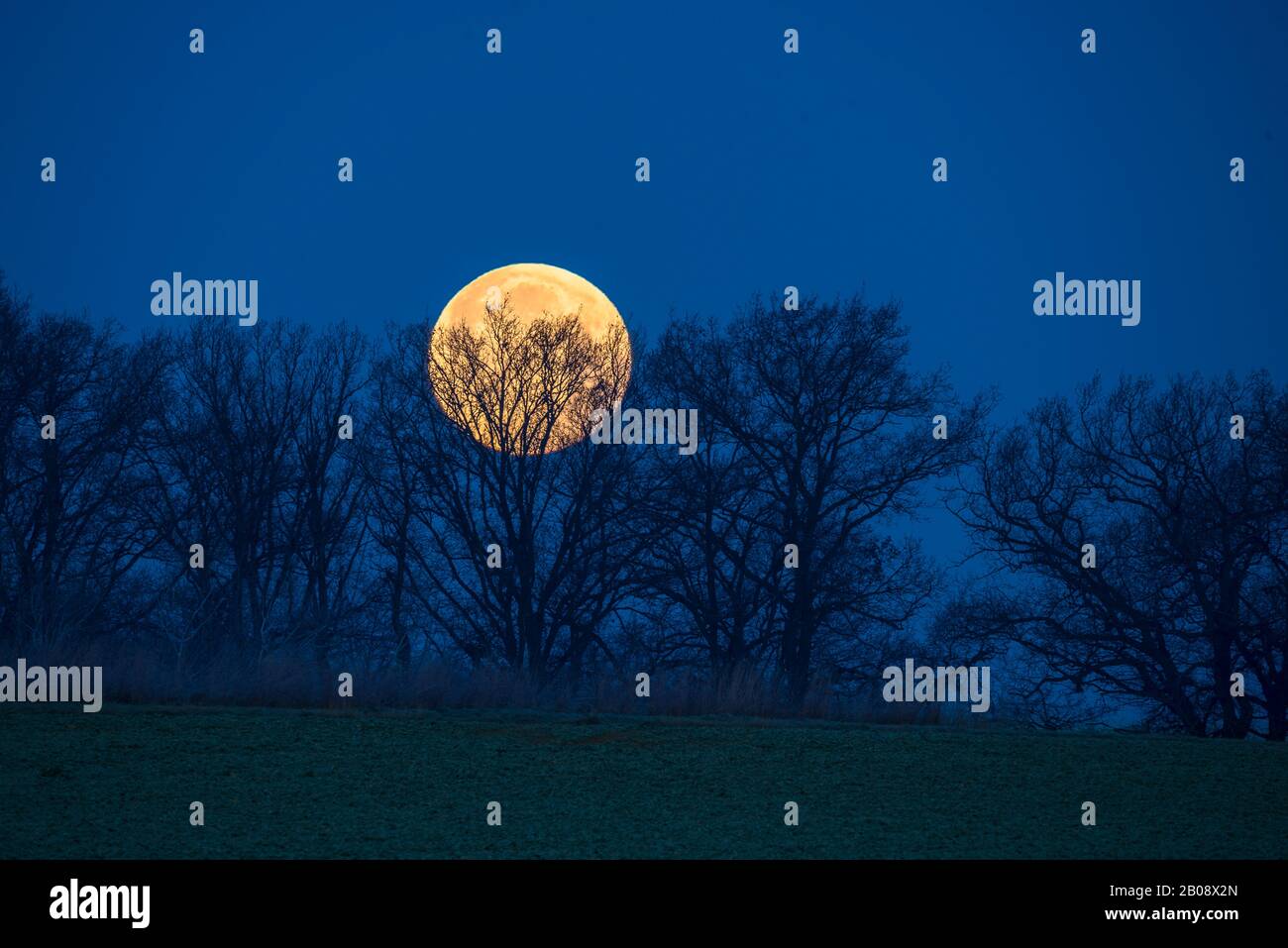 big yellow full moon looks between tree silhouettes in blue sky Stock Photo