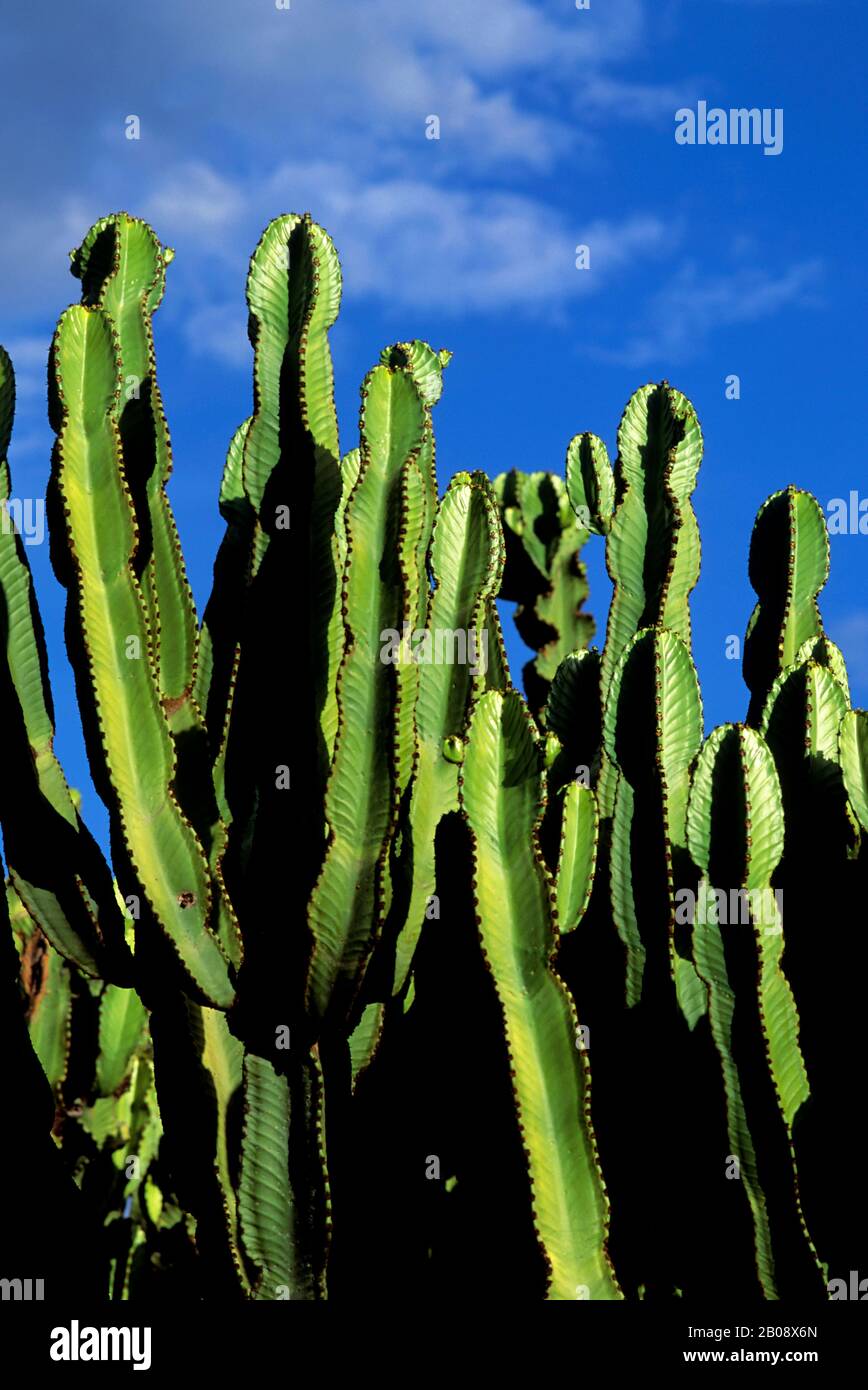 TANZANIA, LAKE MANYARA, CANDELABRA CACTUS Stock Photo Alamy