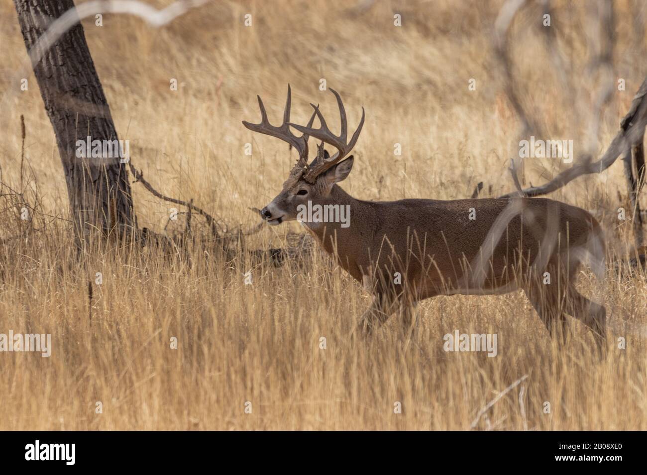 Whitetail Deer Buck in the Fall Rut in Colroado Stock Photo - Alamy
