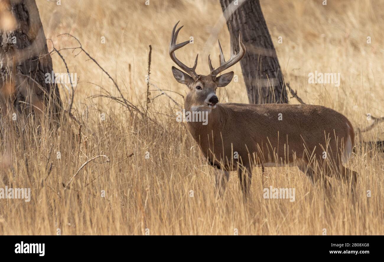 Whitetail Deer Buck in the Fall Rut in Colroado Stock Photo - Alamy