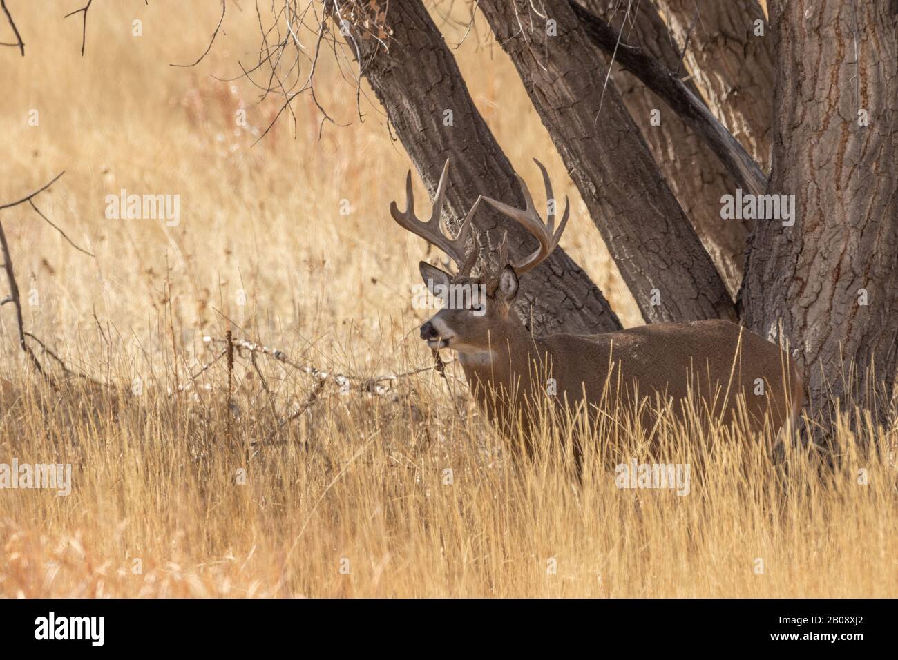 Whitetail Deer Buck in the Fall Rut in Colroado Stock Photo - Alamy
