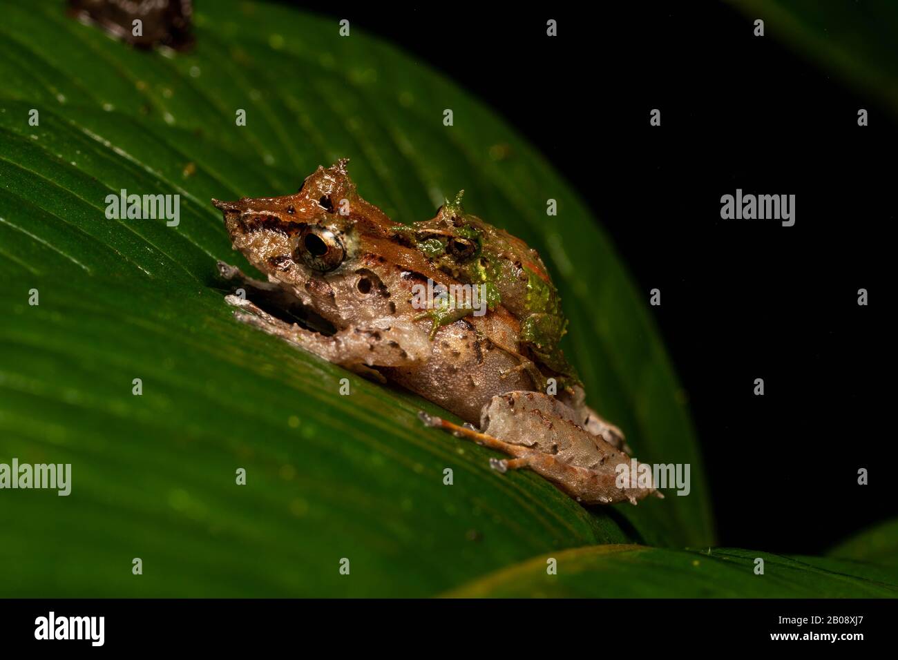 Pinocchio Rainfrogs (Pristimantis appendiculatus), male and female in amplexus, from Pichincha Province, Ecuador. Stock Photo