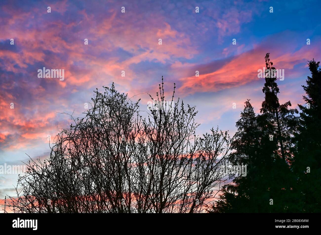 Trees in front of an impressive evening sky with clouds that are ...