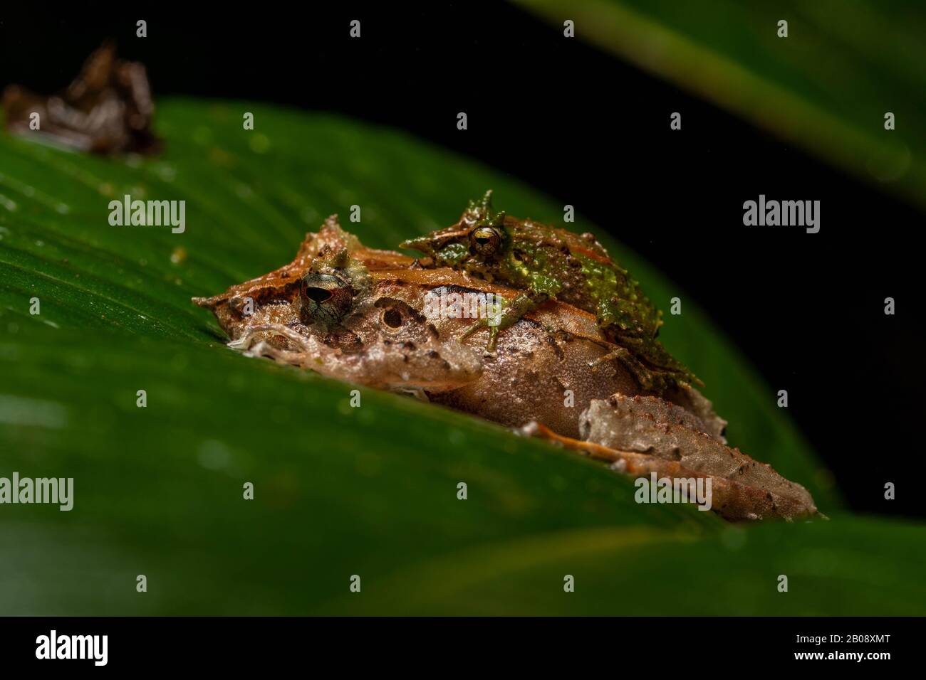 Pinocchio Rainfrogs (Pristimantis appendiculatus), male and female in amplexus, from Pichincha Province, Ecuador. Stock Photo