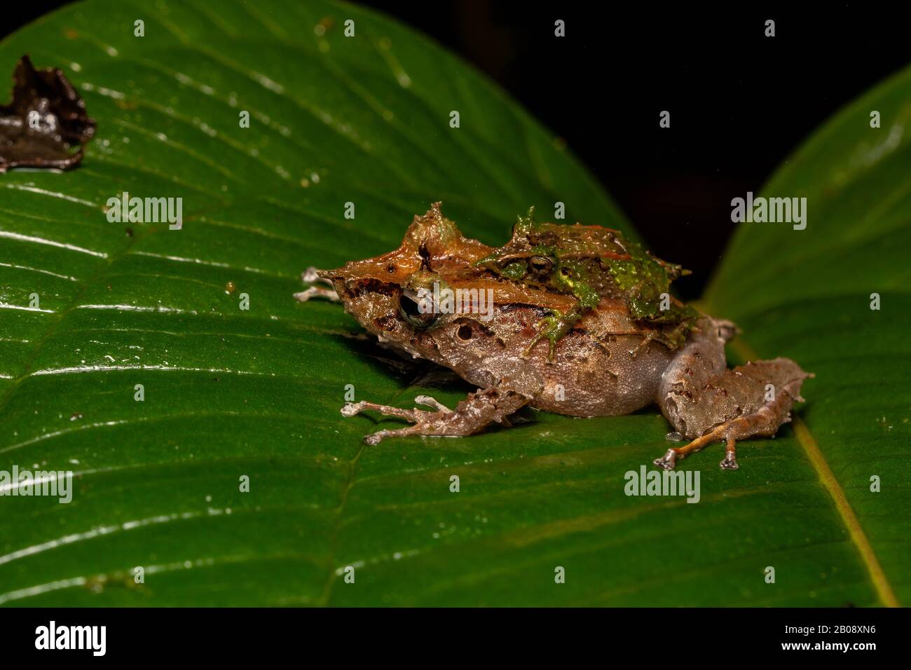 Pinocchio Rainfrogs (Pristimantis appendiculatus), male and female in amplexus, from Pichincha Province, Ecuador. Stock Photo