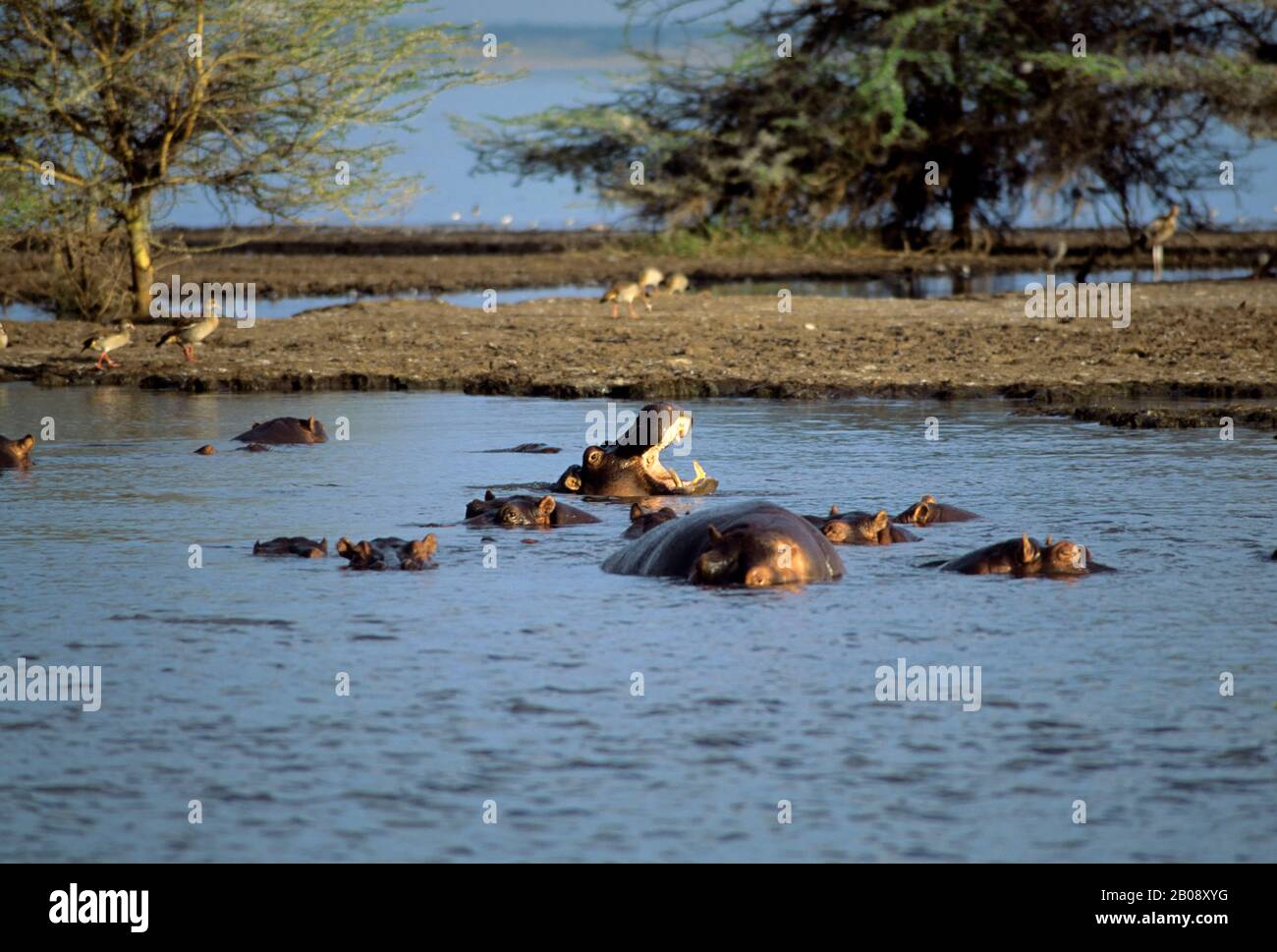 Lake manyara national park hippo hi-res stock photography and images ...