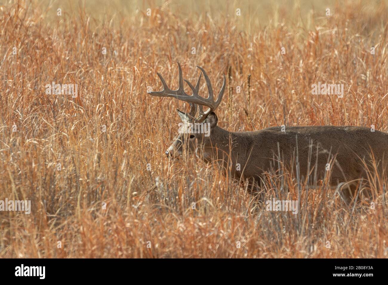 Whitetail Deer Buck in the Fall Rut in Colroado Stock Photo - Alamy