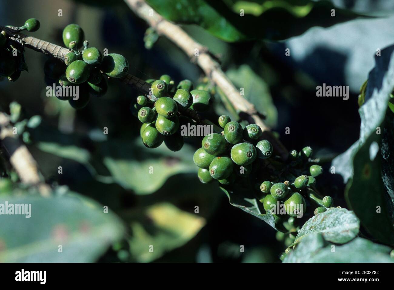 TANZANIA, NEAR ARUSHA, COFFEE PLANTATION, COFFEE BEANS ON PLANT Stock Photo