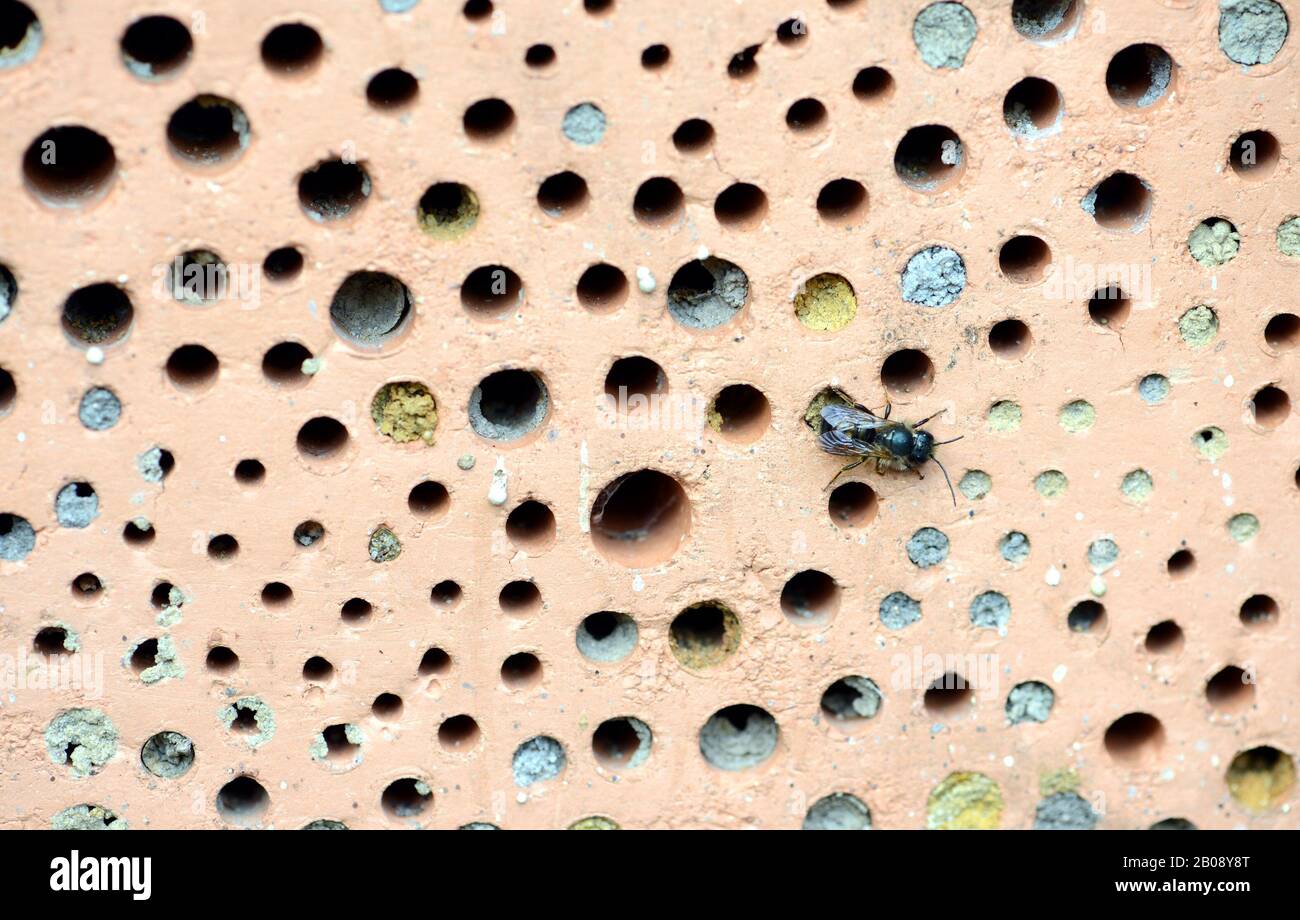 Wild bees on insect hotel made red brick stone with nesting holes Stock ...