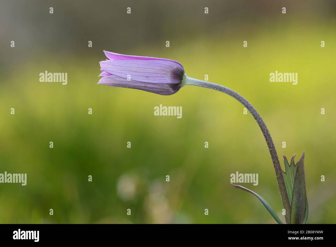 Close-up of purple anemone hortensis flower in bloom, against the yellow field background Stock Photo