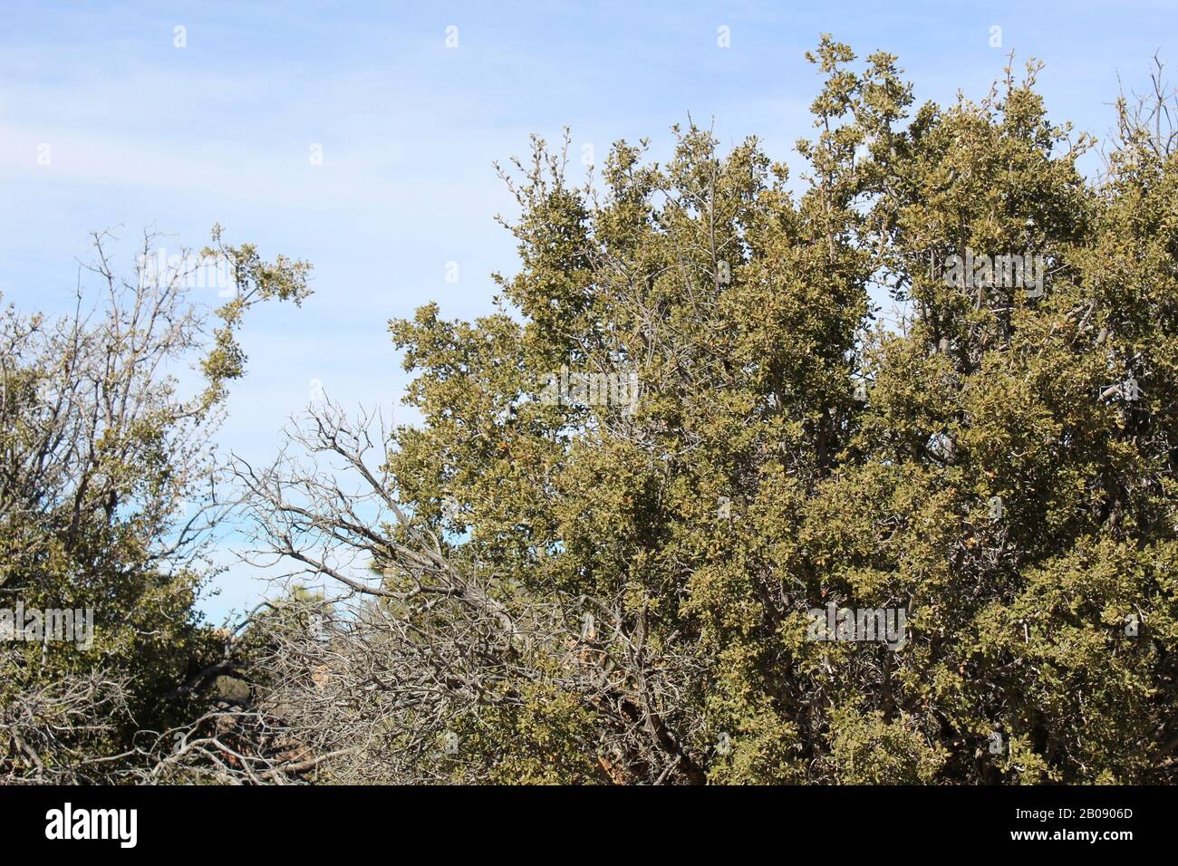 Quercus is a genus of flowering plants in the Botanical Family Fagaceae. Commonly known as the Oaks, Joshua Tree National Park hosts 5 native species. Stock Photo
